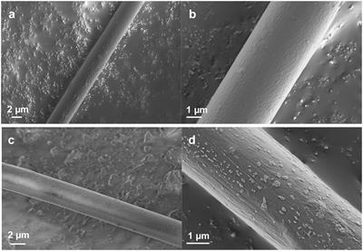 Surface Analysis of Native Spider Draglines by FE-SEM and XPS